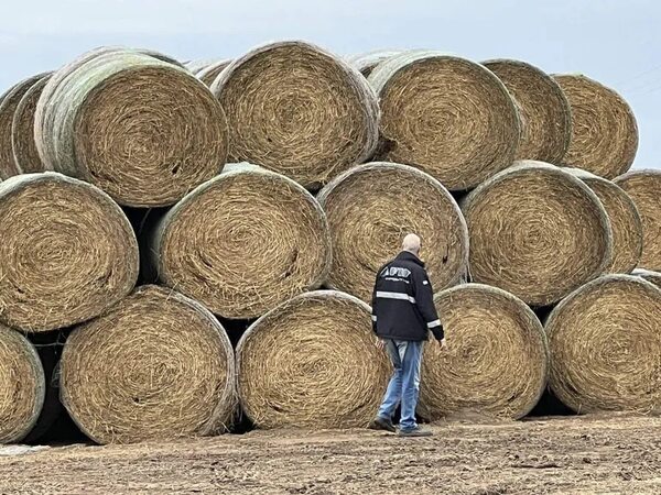 Industriales argentinos: Fuertes controles cambiarios incentivan contrabando de granos - Mundo - ABC Color
