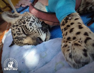 ¡Tristeza!: Falleció Tosã, tras pelear durante meses por recuperarse - trece