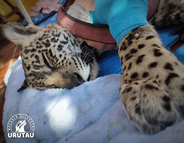 ¡Tristeza!: Falleció Tosã, tras pelear durante meses por recuperarse - trece