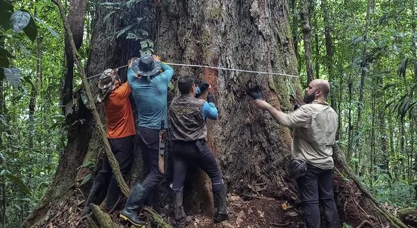 Científicos llegan en Brasil al árbol más alto de la Amazonía - Ciencia - ABC Color