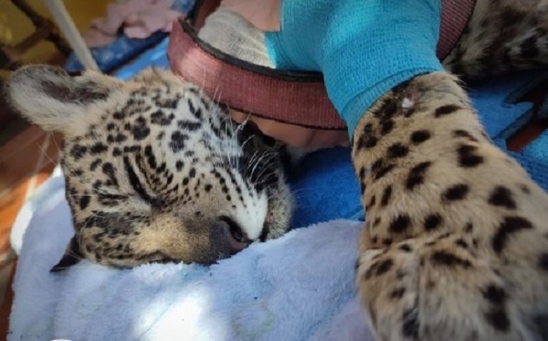 Confirman la muerte de Tosã, la cachorra yaguareté que fue atropellada