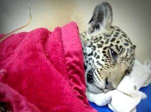 Crónica / ¡Ma'ena anga! Nos dejó Tosã, la cahorra yaguareté que fue atropellada