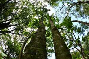 Remarca importancia de la yerba mate para la conservación forestal