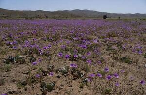El desierto más árido del mundo vuelve a florecer en el norte de Chile - San Lorenzo Hoy