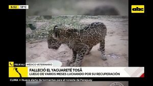 Falleció el yaguareté Tosã  - ABC Noticias - ABC Color