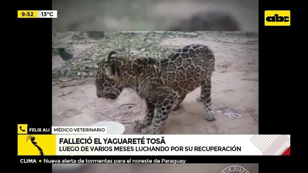 Falleció el yaguareté Tosã - ABC Noticias - ABC Color