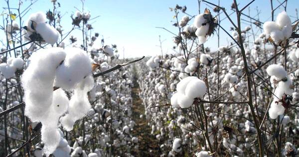 La Nación / Expectativas para el algodón son promisorias por su expansión productiva en el Chaco
