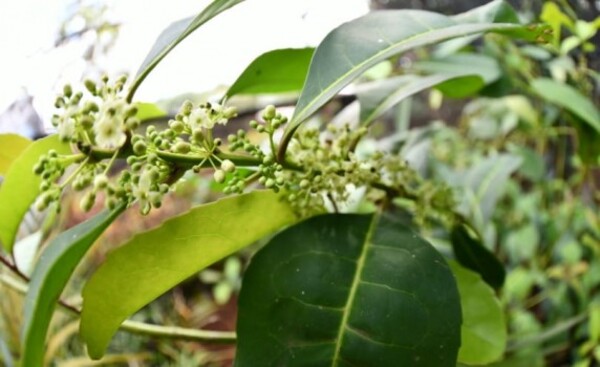 Día Nacional de la Yerba Mate: Planta forma parte de nuestra cultura