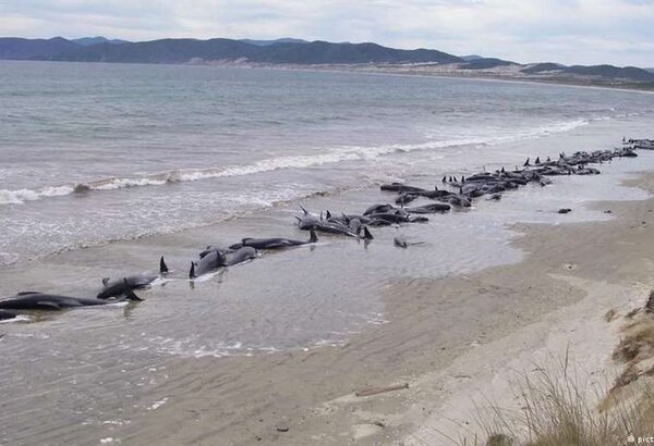 Mueren 240 ballenas piloto varadas en Nueva Zelanda
