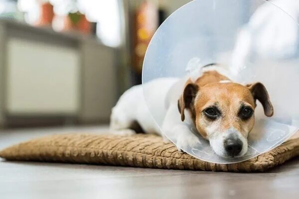 Mascotas: hablemos de las Zoonosis - Mascotas - ABC Color