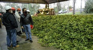 La yerba nacional conquistó también el exigente mercado del arte culinario y  bebidas
