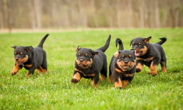 Conocemos más sobre la raza Rottweiler | Telefuturo