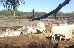 Contrabandistas de ganado presionan al Senacsa para evitar castigo, denuncian - Nacionales - ABC Color