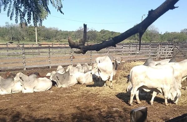 Contrabandistas de ganado presionan al Senacsa para evitar castigo, denuncian - Nacionales - ABC Color