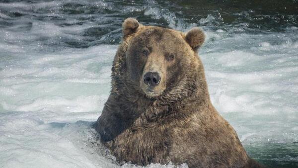 Diario HOY | Escándalo en EEUU por intento de fraude en concurso sobre el oso más gordo en Alaska