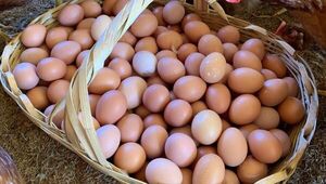Gallina feliz, huevo contento: Granja Kalas se suma al free range y prioriza bienestar animal