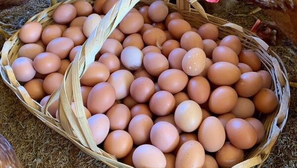 Gallina feliz, huevo contento: Granja Kalas se suma al free range y prioriza bienestar animal