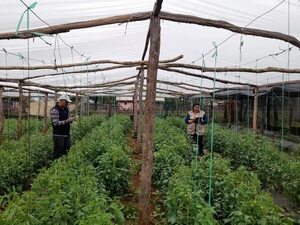 Urbanización hace disminuir cantidad de fincas productivas, detecta el censo rural - Nacionales - ABC Color