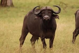 Búfalo mata a un cazador mexicano en Argentina - Estilo de vida - ABC Color