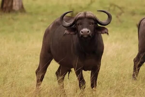 Búfalo mata a un cazador mexicano en Argentina - Estilo de vida - ABC Color