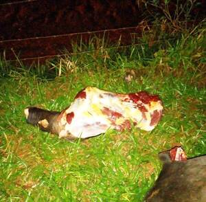 Cuatreros faenan dos vacas en Hernandarias - La Clave