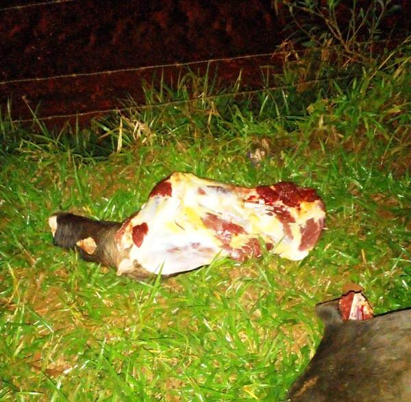 Cuatreros faenan dos vacas en Hernandarias - La Clave
