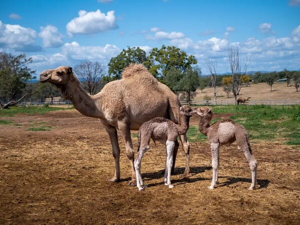 Australia y los camellos - Ciencia - ABC Color
