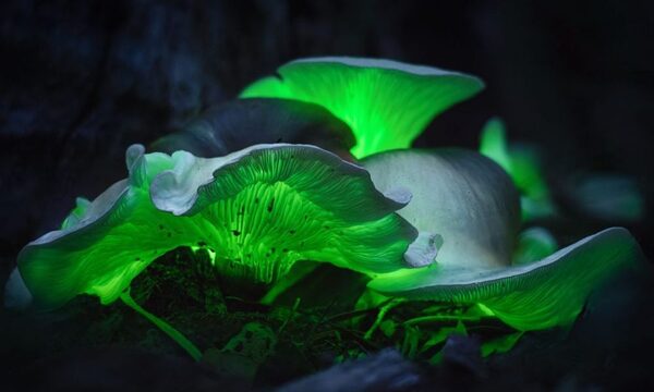Conoce los "Hongos fantasmas" | Telefuturo