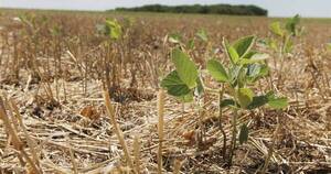 La Nación / Pequeños productores no pueden acceder a créditos a causa de proyectos de Soroka