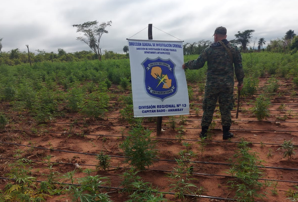 Diario HOY | Queman una hectárea de marihuana y generan un golpe de G. 400 millones al narcotráfico