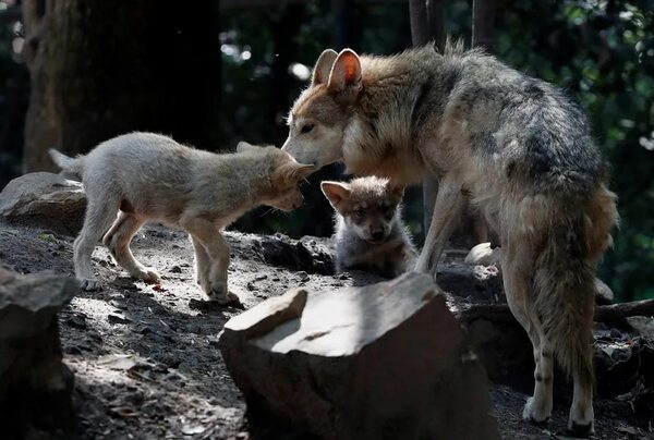La población de animales silvestres ha caído un 69 % en medio siglo - Mundo - ABC Color