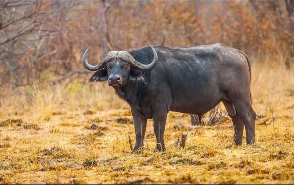 Búfalo mató a cazador mexicano en Argentina - Unicanal