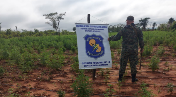 ANTINARCÓTICOS INTERVINO EN PLANTACIÓN DE MARIHUANA - La Voz del Norte