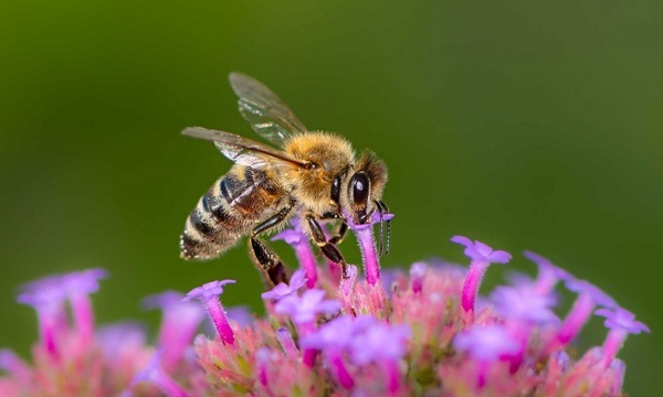La cantidad de abejas trabajando para conseguir un kilo de miel | Telefuturo