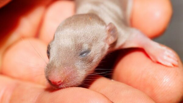 Implantan "minicerebros" de células humanas a ratas recién nacidas