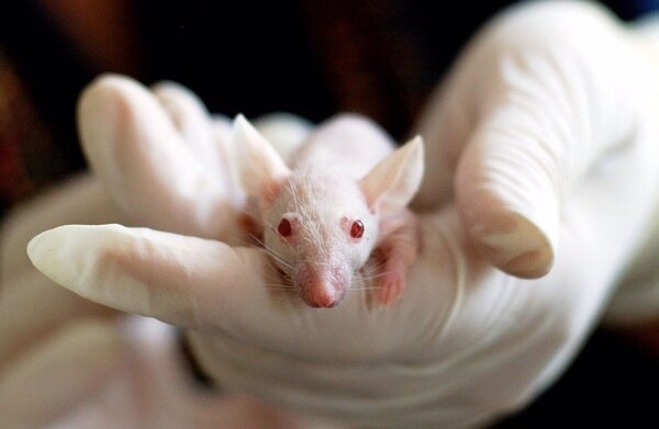 Diario HOY | Implantan "minicerebros" de células humanas a ratas recién nacidas