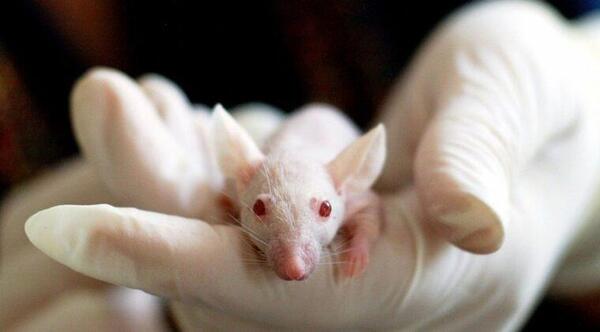 Científicos implantan células humanas a ratas recién nacidas – Prensa 5