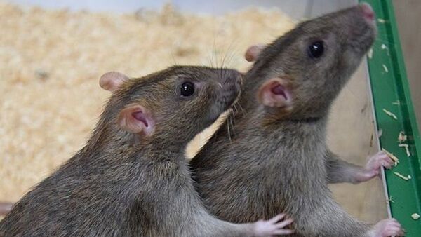 Las ratas comunes se ayudan de forma recíproca