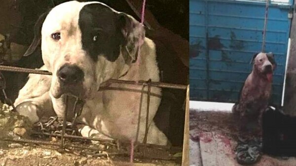 Perro pitbull arrancó el brazo a un ladrón y la familia del delincuente quiere que lo sacrifiquen