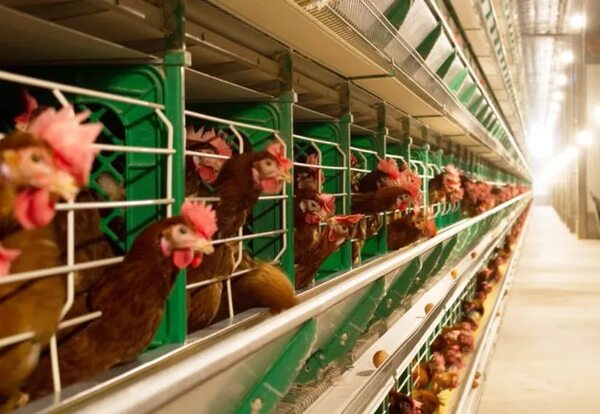 Confort de aves permite producción sostenida - Empresariales - ABC Color