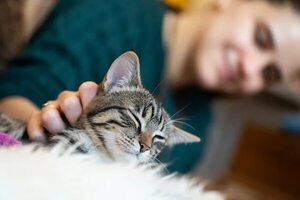 Toxoplasmosis, no es culpa del gato ¿lo sabías? - Mascotas - ABC Color