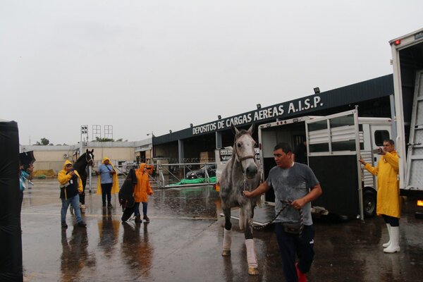 Diario HOY | Caballos volaron a sus destinos tras participar de Odesur