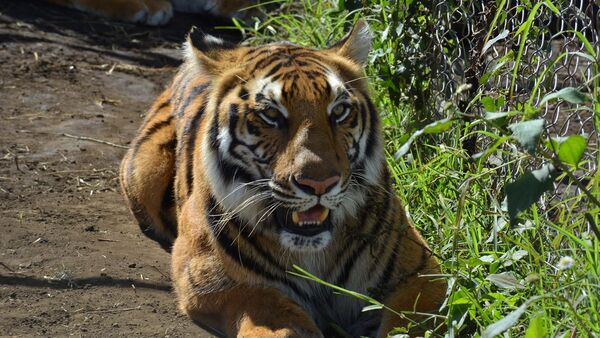 La población de animales silvestres cae un 69% en medio siglo