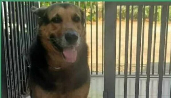 Coco - Encontrá a tu mascota - ABC Color
