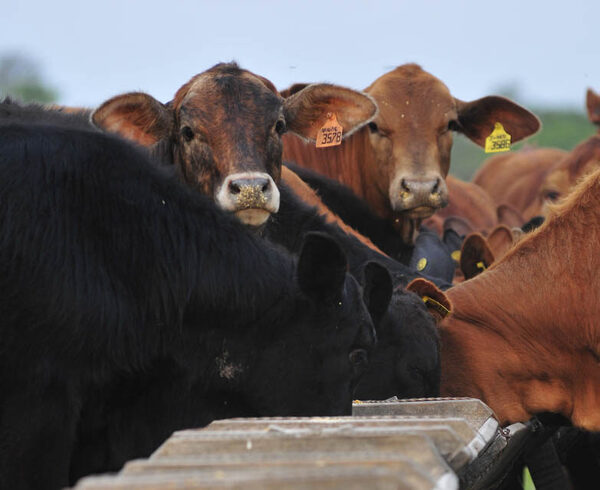 El desafío de la nutrición prenatal, el control de las mermas y la medición de procesos