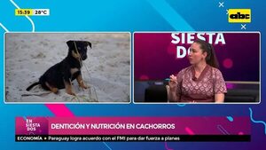 Dentición y nutrición en cachorros - Ensiestados - ABC Color