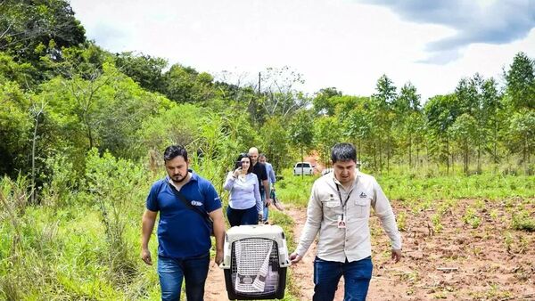 Liberan con éxito a ejemplar de Tiríka rescatado en Hernandarias