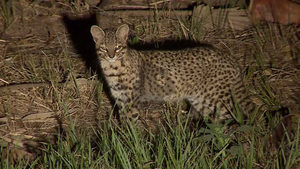Al Natural | Felinos en el Chaco Paraguayo - SNT
