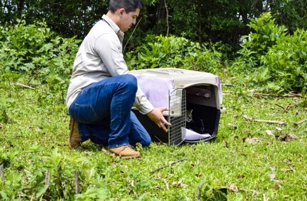 Un tiríka está libre luego de recuperarse debido a un ataque de cazadores - Nacionales - ABC Color