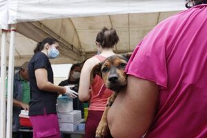 Diario HOY | AutoCan 2022: invitan a vacunación de perro y gatos